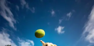 espaço pet-friendly (7)