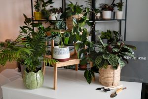 plantas tropicais em ambientes internos distribuídas em casa e em vasos.