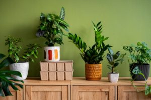 plantas tropicais em ambientes internos em vasos e móveis.
